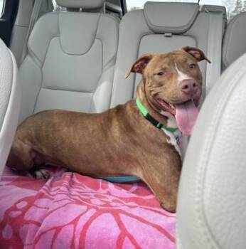 Rescue Mixed Breed Dogs for Adoption in Chamblee, Georgia - Nicolette -IN FOSTER | PetCurious