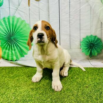 Basset Hound and Mixed Breed Dogs Available for Adoption - Jack  | PetCurious