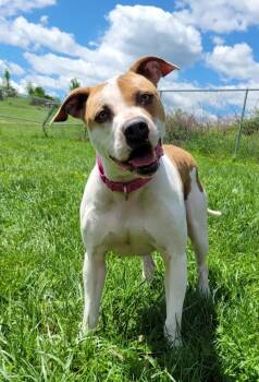 Gabby -  Pit Bull Terrier Dog Available for Adoption in Lisbon, Ohio - Gabby | PetCurious