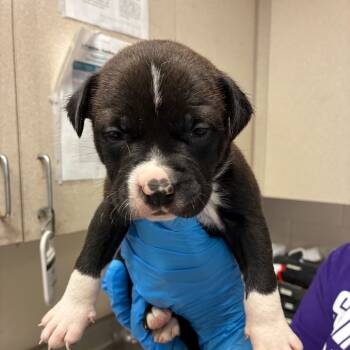 Rescue American Staffordshire Terrier Dogs for Adoption in San Antonio, Texas - McChicken | PetCurious