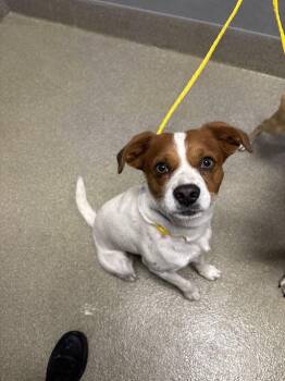 Chihuahua and Mixed Breed Dogs Available for Adoption - LOLLY | PetCurious