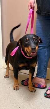 Dottie -  Rottweiler Dog for Adoption in Walnutport, Pennsylvania - Dottie | PetCurious