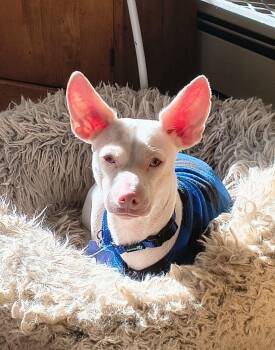 Chihuahua Dogs Available for Adoption - Georgie | PetCurious