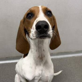Remora -  American Foxhound Dog for Adoption in Des Moines, Iowa - Remora | PetCurious