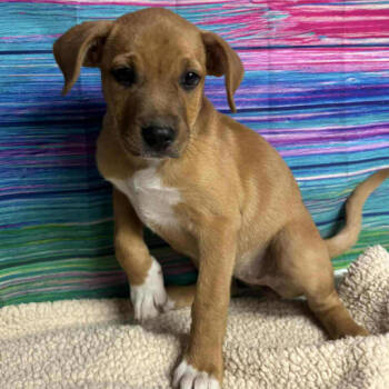 Rescue Shepherd Dogs for Adoption in Fort Collins, Colorado - Ginger Spice | PetCurious