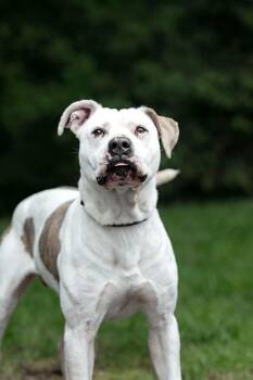 ZEKE -  American Bulldog and Mixed Breed Dog for Adoption in Belleville, Illinois - ZEKE | PetCurious