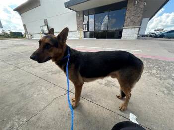 Rescue German Shepherd Dog Dogs for Adoption in Houston, Texas - A644428 | PetCurious