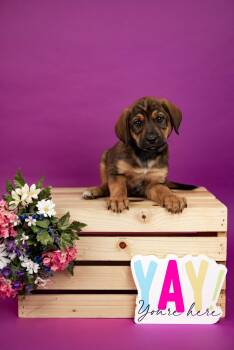 Labrador Retriever and Hound Dogs Available for Adoption - 137-26 | PetCurious