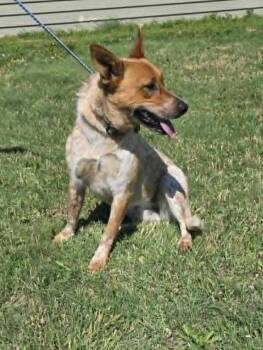 Rusty -  Australian Cattle Dog Blue Heeler Dog for Adoption in Larned, Kansas - Rusty | PetCurious