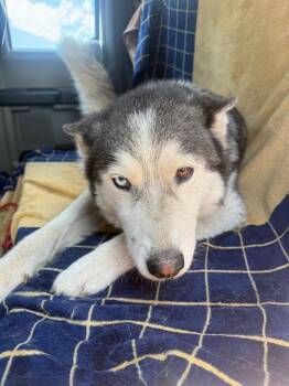 PONYTA -  Siberian Husky Dog for Adoption in Tustin, California - PONYTA | PetCurious