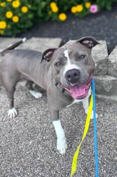 Jeep -  Mixed Breed Dog for Adoption in Cincinnati, Ohio - Jeep | PetCurious
