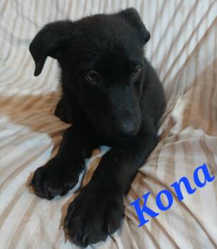 German Shepherd Dog Dogs Available for Adoption in Rome, Georgia - Kona | PetCurious