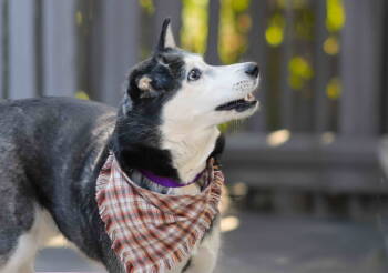 Rescue Siberian Husky Dogs for Adoption in Walnut Creek, California - Leona | PetCurious