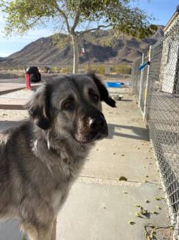 Anatolian Shepherd Dogs Available for Adoption - Skyler | PetCurious