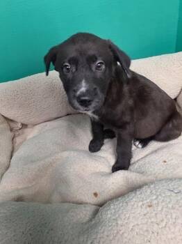 Jack -  Mixed Breed Dog for Adoption in Houston, Texas - Jack | PetCurious