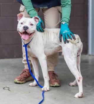 Heath -  Mixed Breed Dog for Adoption in Chamblee, Georgia - Heath | PetCurious