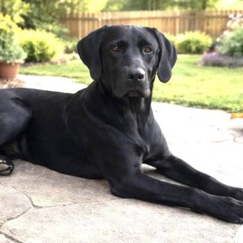 ROCKY -  Labrador Retriever Dog for Adoption in Southaven, Mississippi - ROCKY | PetCurious