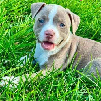 Barrel Racer Becky -  Pit Bull Terrier and Mixed Breed Dog for Adoption in Olathe, Kansas - Barrel Racer Becky | PetCurious