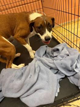 Rescue Terrier and Mountain Cur Dogs for Adoption in Bossier City, Louisiana - Jocelyn | PetCurious