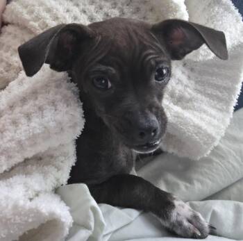 Baleigh -  Chihuahua and Shih Tzu Dog for Adoption in Rosenberg, Texas - Baleigh | PetCurious