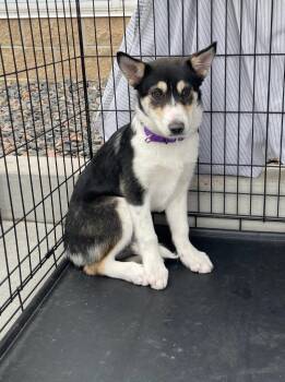 Husky and Shepherd Dogs Available for Adoption - Viva Magenta | PetCurious