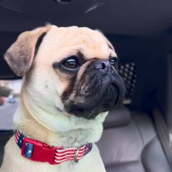 Pug Dogs Available for Adoption in San Diego, California - Frankie | PetCurious