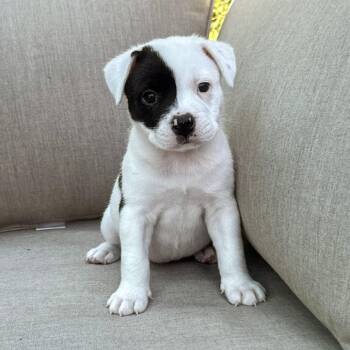 Patches - Costa Mesa Location *Available 9/26* -  English Bulldog and Husky Dog for Adoption in Chino Hills, California - Patches - Costa Mesa Location *Available 9/26* | PetCurious