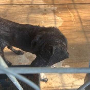 Diva -  American Staffordshire Terrier Dog for Adoption in Austin, Texas - Diva | PetCurious