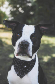 Rescue Mixed Breed Dogs for Adoption in Maumee, Ohio - Snoop | PetCurious