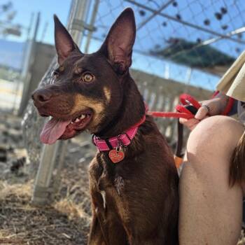 Envy -  Mixed Breed Dog for Adoption in Medford, Oregon - Envy | PetCurious