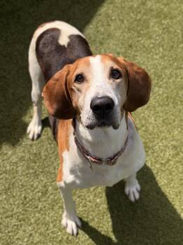 Treeing Walker Coonhound Dogs Available for Adoption in Mt. Juliet, Tennessee - Cole | PetCurious