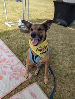 Terrier and German Shepherd Dog Dogs Available for Adoption in Raeford, North Carolina - Dawson | PetCurious