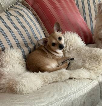 Annie -  Chihuahua Dog for Adoption in Bradenton, Florida - Annie | PetCurious