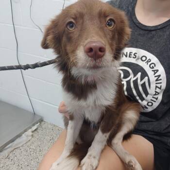 Pea -  Dachshund and Terrier Dog for Adoption in Hattiesburg, Mississippi - Pea | PetCurious