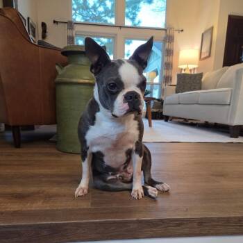 Boston Terrier Dogs Available for Adoption - Suzie In CO | PetCurious