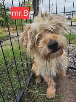Mr. B -  Yorkshire Terrier Dog for Adoption in Fort Worth, Texas - Mr. B | PetCurious
