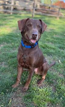 Labrador Retriever Dogs Available for Adoption in Elkton, Maryland - Chopito | PetCurious