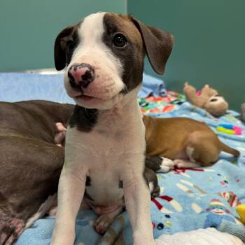 Mixed Breed Dogs Available for Adoption in Titusville, Florida - Soldier | PetCurious