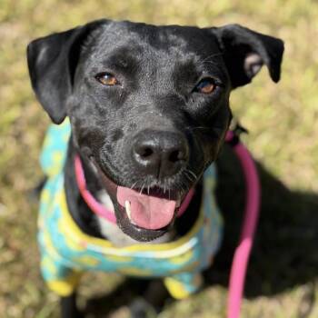 Black Labrador Retriever Dogs Available for Adoption in Lucedale, Mississippi - Tia (waiting For Over A Year!) | PetCurious