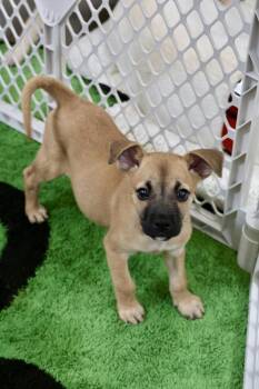 Amelia -  Chihuahua Dog for Adoption in Tucson, Arizona - Amelia | PetCurious