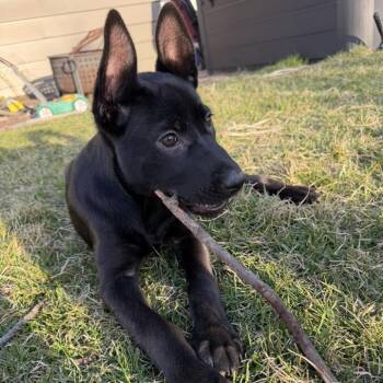 Shepherd Dogs Available for Adoption - Hecate | PetCurious