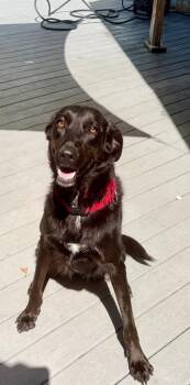 Stormy -  Labrador Retriever Dog for Adoption in St. Augustine, Florida - Stormy | PetCurious