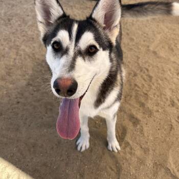 Rescue Husky Dogs for Adoption in Littlerock, California - June | PetCurious