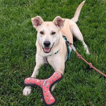 Rescue Labrador Retriever Dogs for Adoption in Springfield, Missouri - Naomi | PetCurious