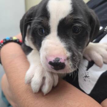 Mixed Breed Dogs Available for Adoption in Columbus, Georgia - 04/11/2026-StrayVerdunCourt | PetCurious