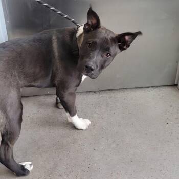 Mixed Breed Dogs Available for Adoption in Las Cruces, New Mexico - 106328 | PetCurious