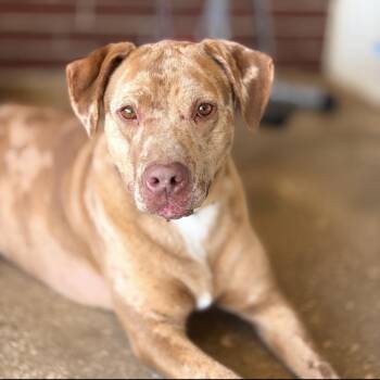 Catahoula Leopard Dog Dogs Available for Adoption in Queen City, Texas - Sparkles | PetCurious