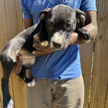 Labrador Retriever Dogs Available for Adoption - Muffin - Local April 10-12 | PetCurious