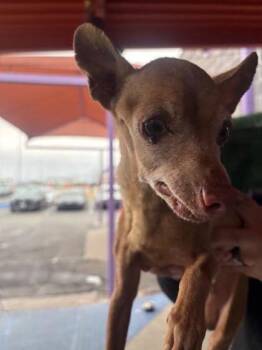 Chihuahua and Mixed Breed Dogs Available for Adoption - Winston | PetCurious