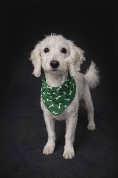 Havanese Dogs Available for Adoption - BUG  | PetCurious